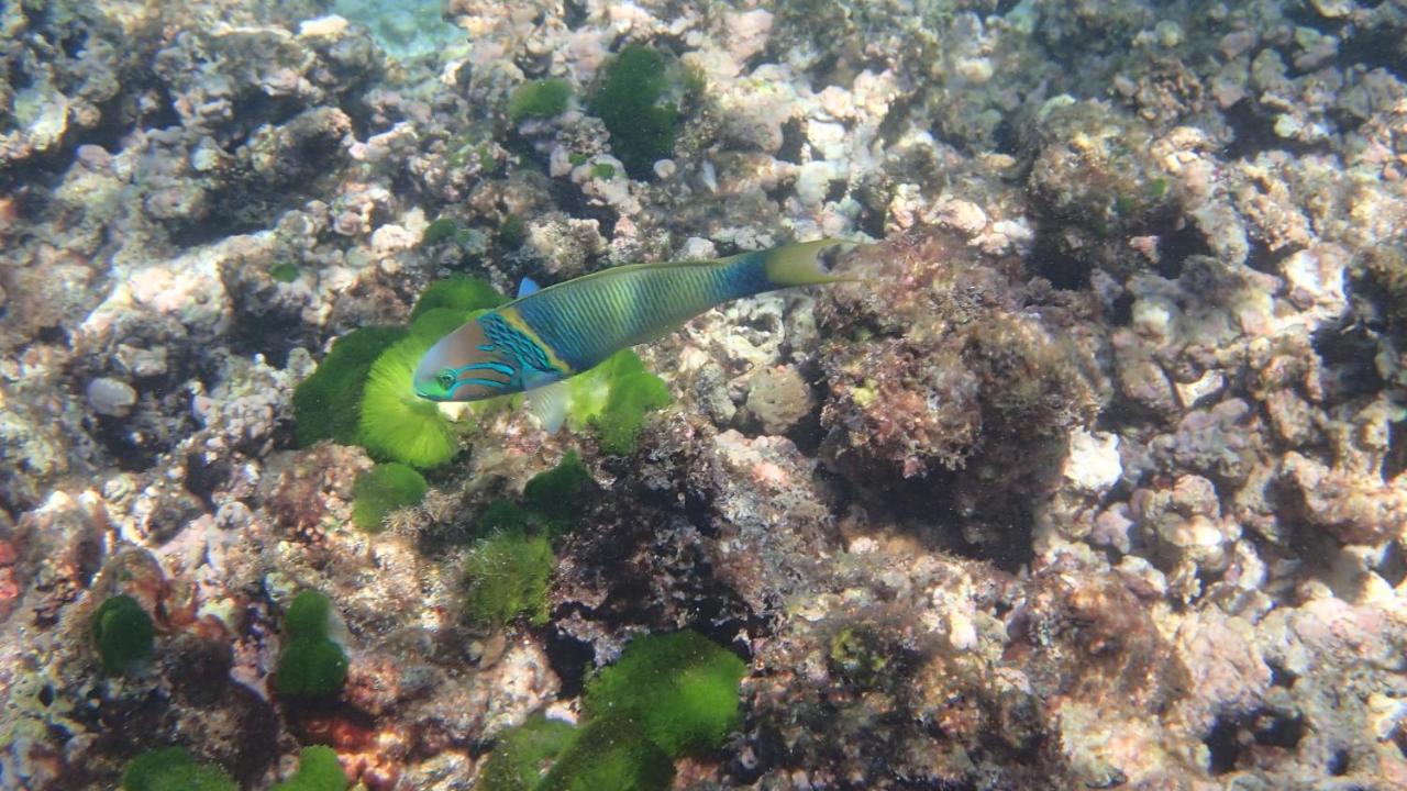 Villa Anse La Blague Baie Sainte Anne Esterno foto