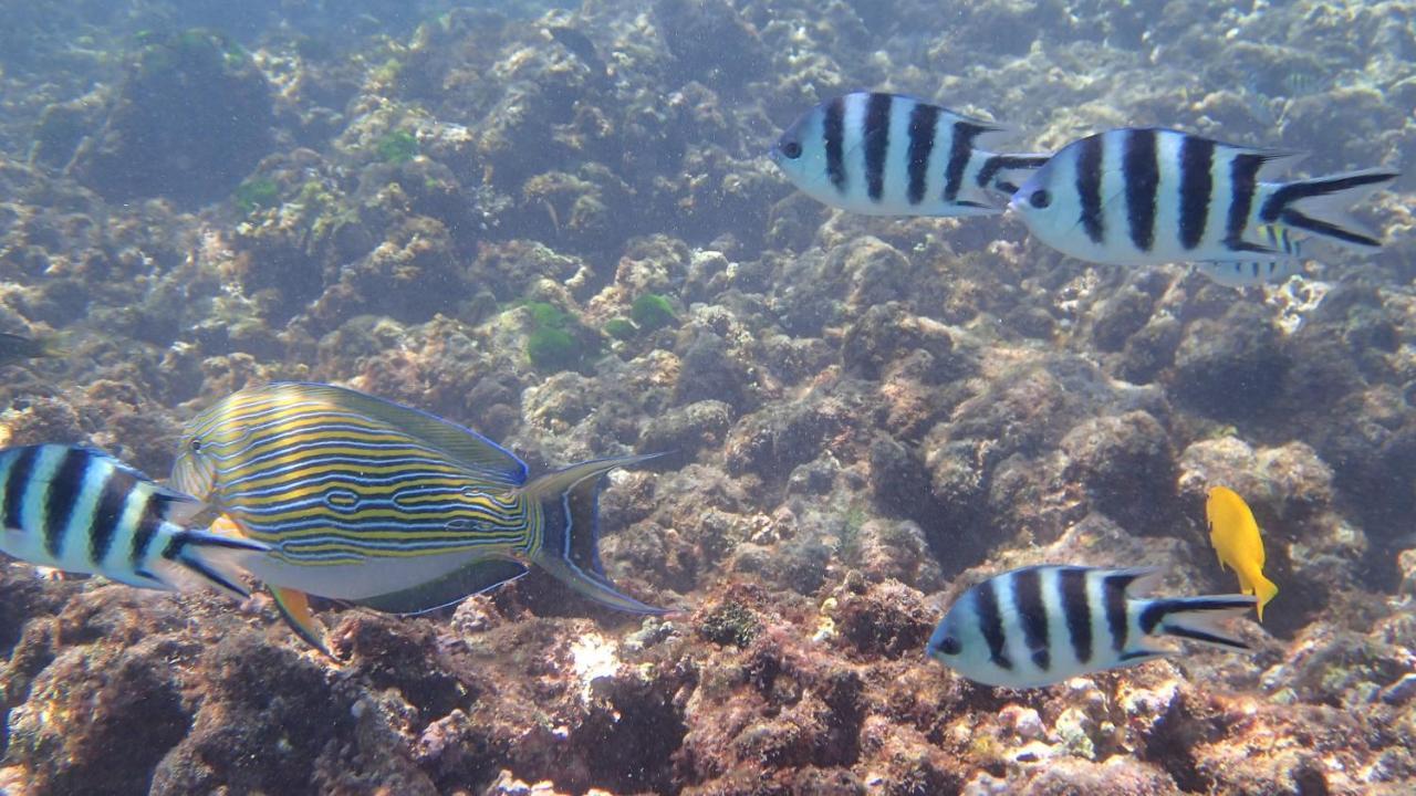 Villa Anse La Blague Baie Sainte Anne Esterno foto