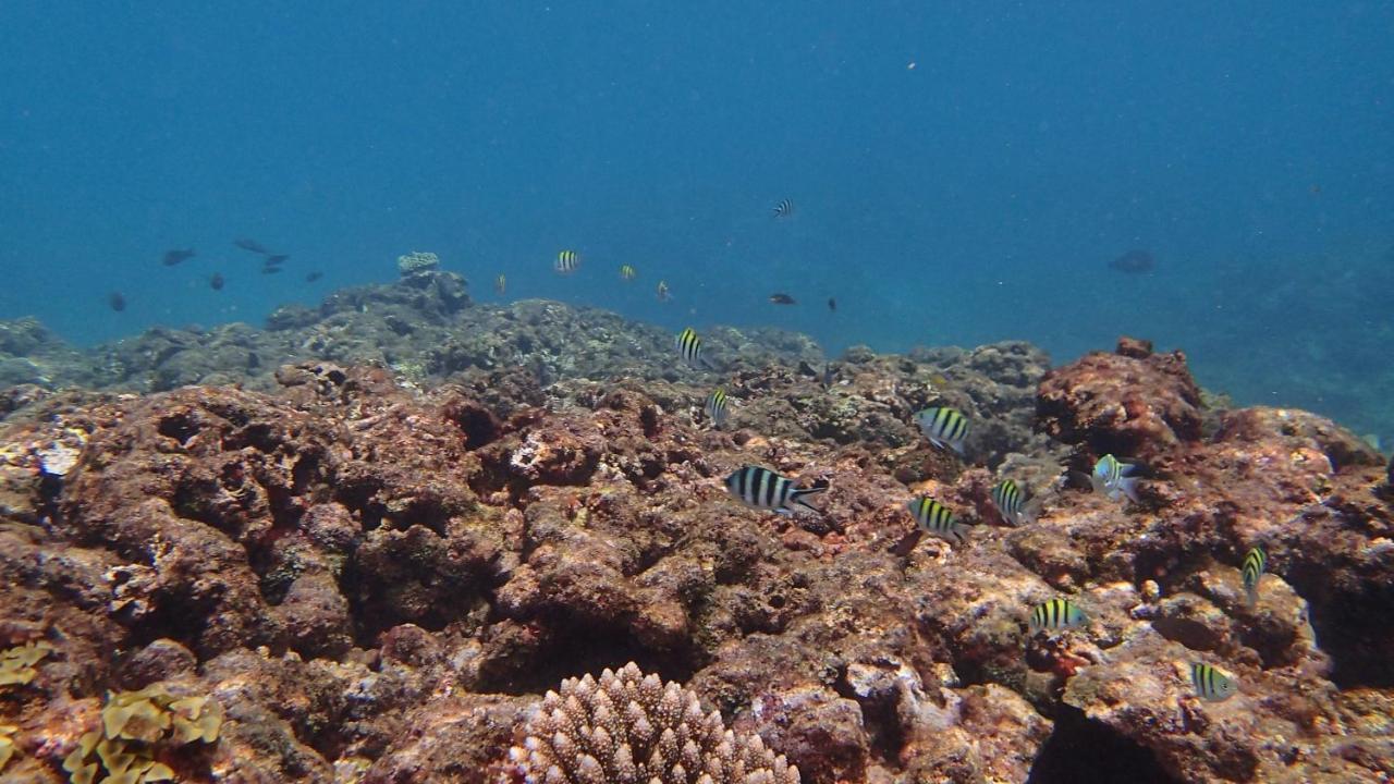 Villa Anse La Blague Baie Sainte Anne Esterno foto