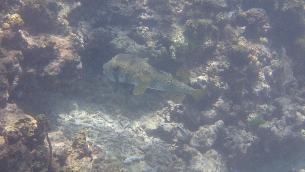 Villa Anse La Blague Baie Sainte Anne Esterno foto