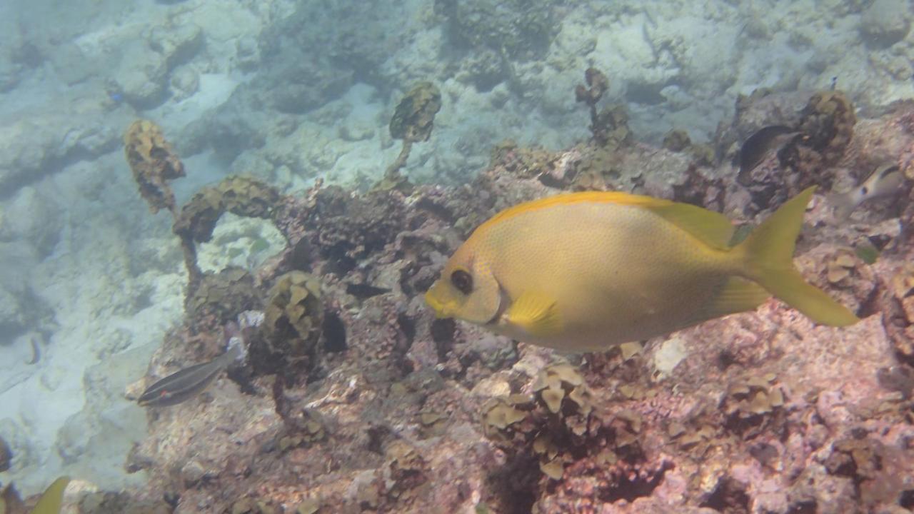 Villa Anse La Blague Baie Sainte Anne Esterno foto