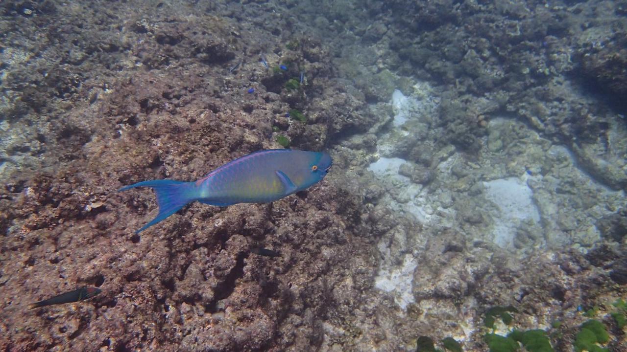 Villa Anse La Blague Baie Sainte Anne Esterno foto